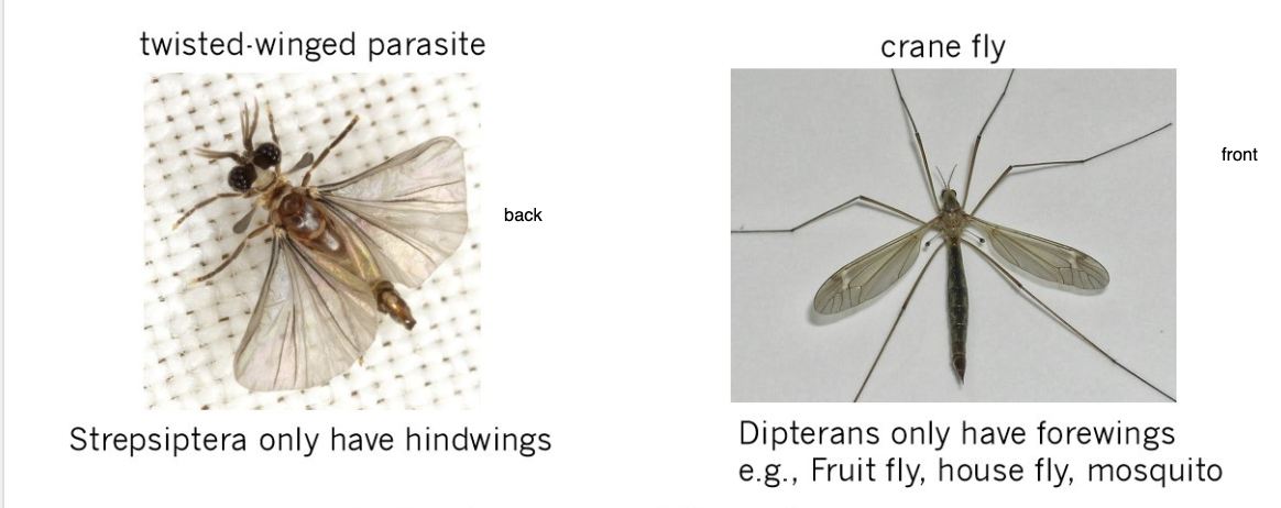 <p>What kind of trait/evolution is this example?</p>