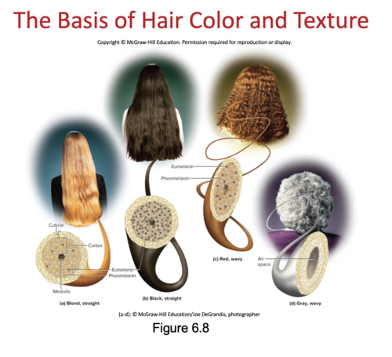 <p>hair color- synthesis of melanin lightening w age to gray</p><p>hair texture- circle is straight, oval is wavy, flat is curly</p>