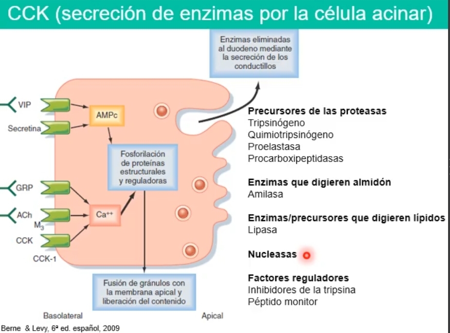 <p>CCK produce la estimulacion de secrecion de enzimas x la célula acinar.</p><p>Receptor de membrana y el Ca+ como segundo mensajero hace que se secreten los granulos de secreción x exocitosis y se liberen los precursores de proteasas,  lipasas, almilasa y nucleasas (digeren ac. Nucelicos) y factores reguladorescomo peptido monitos e inhibidor de tripsina (mecanismo extra de defensa) para proteger al pancreas, para que sea activado en el duodeno donde esta el quimo, para digerir los alimentos.</p><p>ACh tambien estimula x el calcio como segundo mensajero la secrecion de zimogenos.</p><p>Secretina tambien la estimula sinergicamenete.</p>