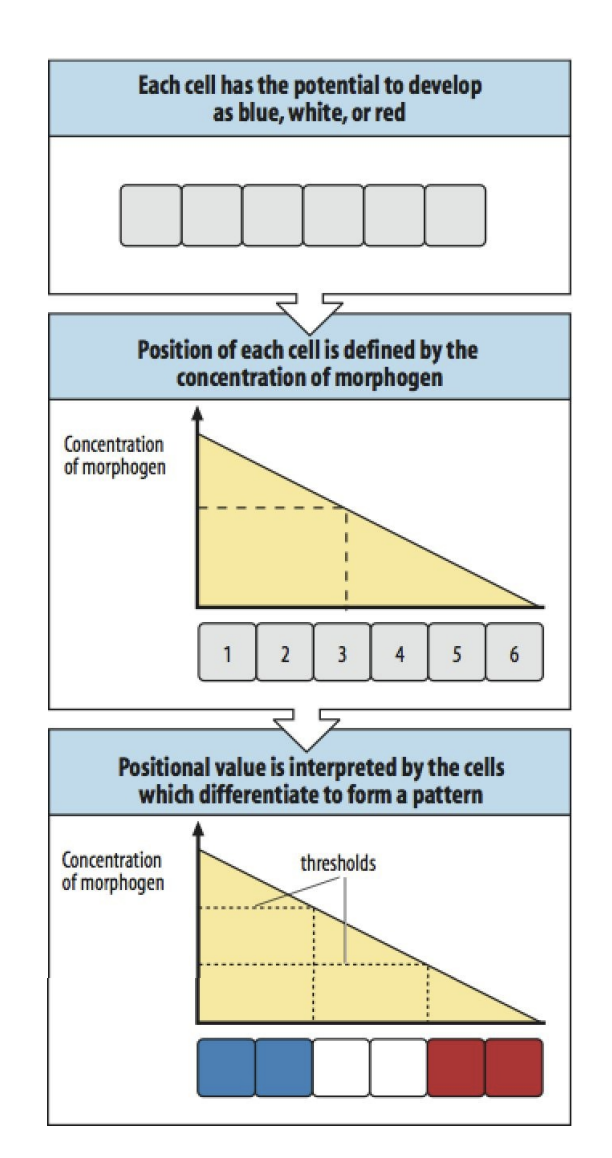 <ol><li><p>Organisms develop into groupd (fields), separated by boundaries (which is controlled by what is above)</p></li><li><p>Each field will be dedicated to making a part of the final strucutre e.g arm or leg→ they have gene unlcoked for specific parts</p></li><li><p>Fields generate information about the position→ A gradient of a<strong> diffusible substance </strong>established between the boundaries</p></li><li><p>Cells the <strong>assess</strong> their position by reference to the local level of the gradient→ <strong>differentiate accordingly</strong></p></li><li><p>All fields generate the same information <strong>BUT</strong> cells of each field have access to a different part of the genetic programme!→ so the same gradient does <strong>not</strong> mean the same limb will be generated</p></li></ol><p></p>