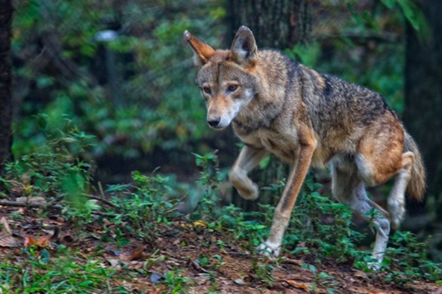 <p>red wolf</p>