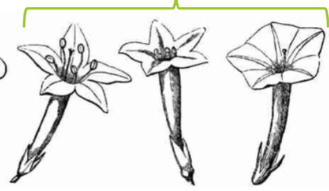 <p>Sympetalous petals</p>