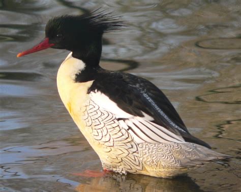 <p>Family: Anatidae</p>