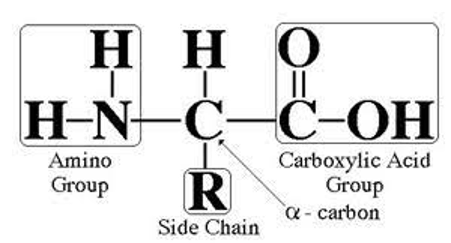 <p>-built from a set of twenty amino acids</p><p>-diversity of proteins is caused due to the varying sequence resulting from alternating proportions of amino acids.</p><p>-amino acid sequence determines protein structure and structure dictates biochemical function.</p>