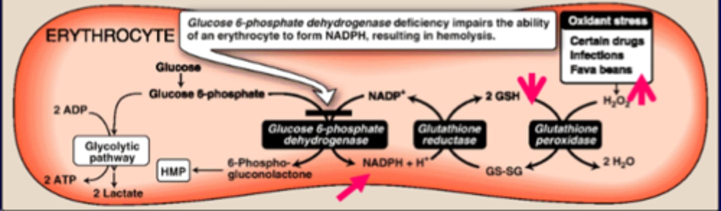 <p>-<strong>blocks HMT shunt</strong></p><p>-reduced supply of <strong>NADPH</strong></p><p>-reduced GSH/increased oxidative stress (H2O2)</p><p>-causes <strong>hemolysis</strong></p>