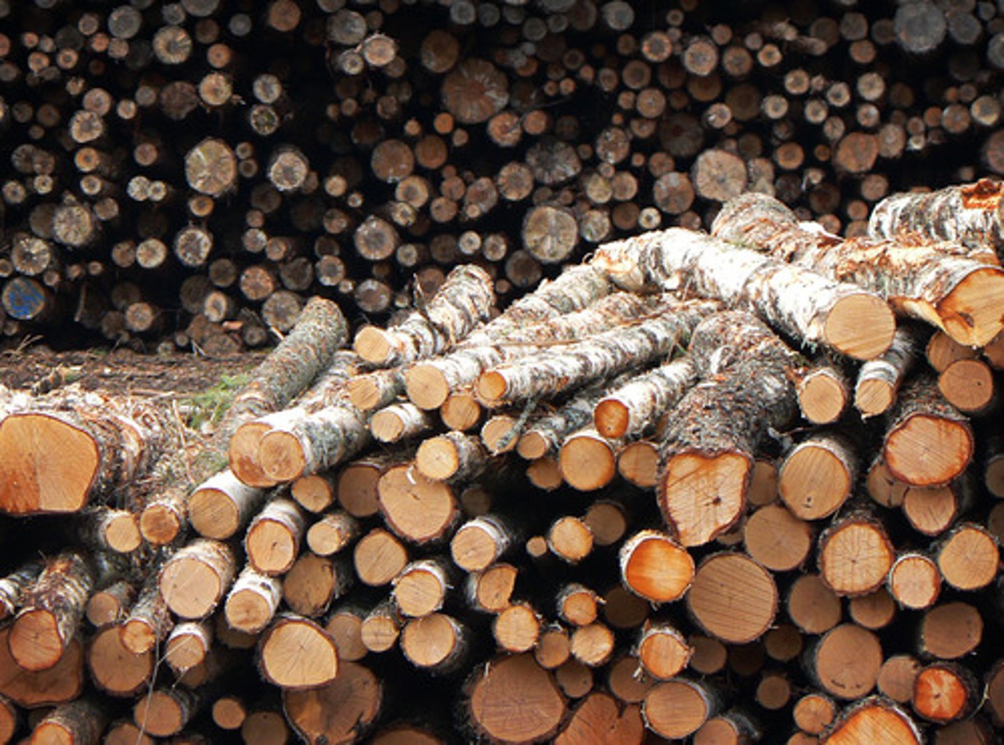 <p><span class="bgB">Goods taken directly from ecosystems</span> or made from natural resources. </p><p><em>Examples: water, deer, berries, wild grains, fur, honey, etc.</em></p>