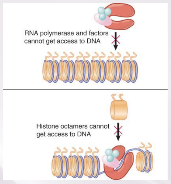 <p>The energy-dependent displacement or reorganization of nucleosomes that occurs in conjunction with activation of genes for transcription</p>