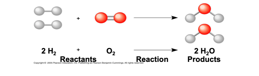 <p>chemical reactions of living things (reactants, substrates, and products)</p>