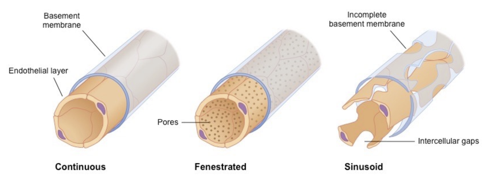 <p><u>Continuous capillary structure</u></p><ul><li><p>endothelial cells held together by tight junctions to limit permeability of large molecules</p></li></ul><p><u>Fenestrated capillary structure</u></p><ul><li><p>pores help with absorption</p></li><li><p>located in tissues specialized for absorption (intestines, kidneys)</p></li></ul><p><u>Sinusoidal</u></p><ul><li><p>open spaces between cells make cells permeable to large molecules and cells</p></li><li><p>ex) in liver</p></li></ul>