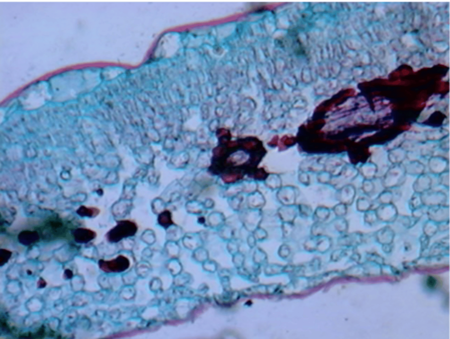 <p>Type of mesophyll in which the palisade is on one side and spongy mesophyll is on the other side</p>