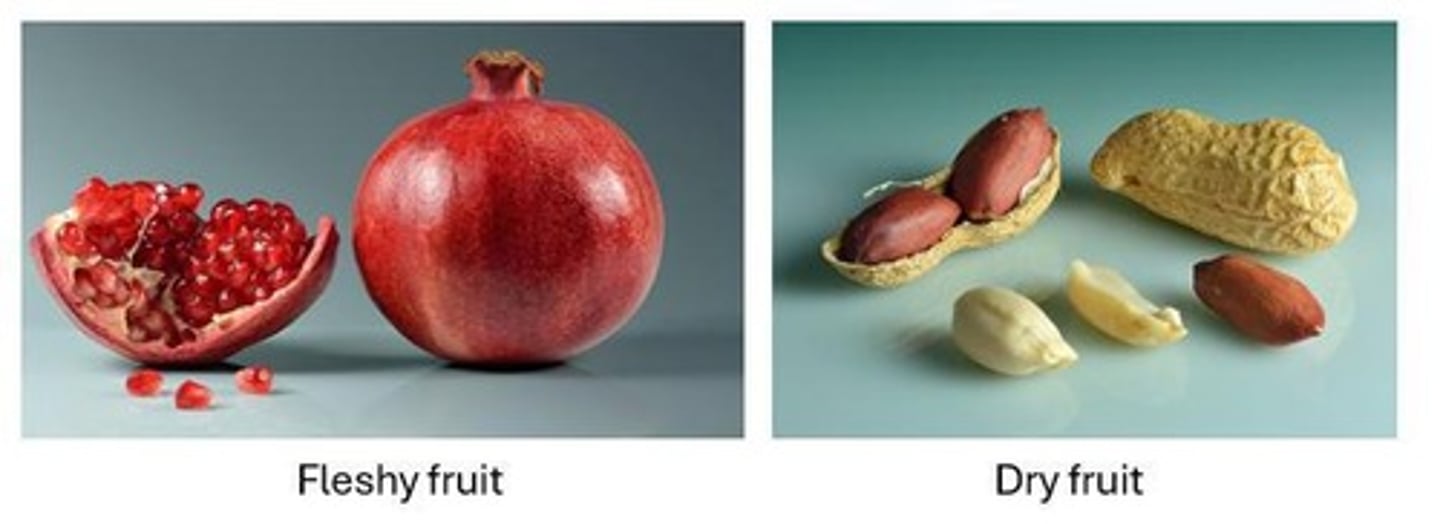 <p>Seed protection and dispersal.</p>