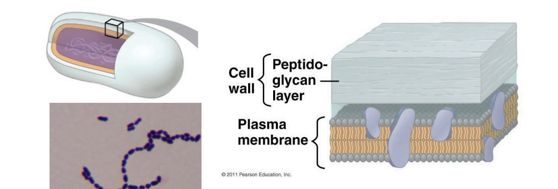 <p>Gram positive bacteria</p>