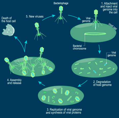 <ol><li><p>bacteriophage attaches &amp; injects viral genome into cell</p></li><li><p>breakdown of host genome</p></li><li><p>viral genome replicated &amp; synthesis of viral proteins</p></li><li><p>assembly &amp; release</p></li></ol>