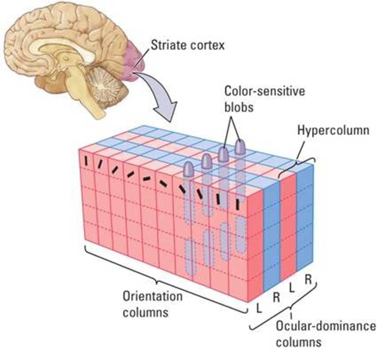 <p>consist of pairs of ocular dominance columns, blobs and many orientation columns; covers a range of orientations and dominance</p>