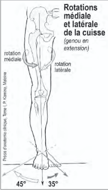 <p>Rotation médiale et latérale de l’articulation coxo-fémorale</p>
