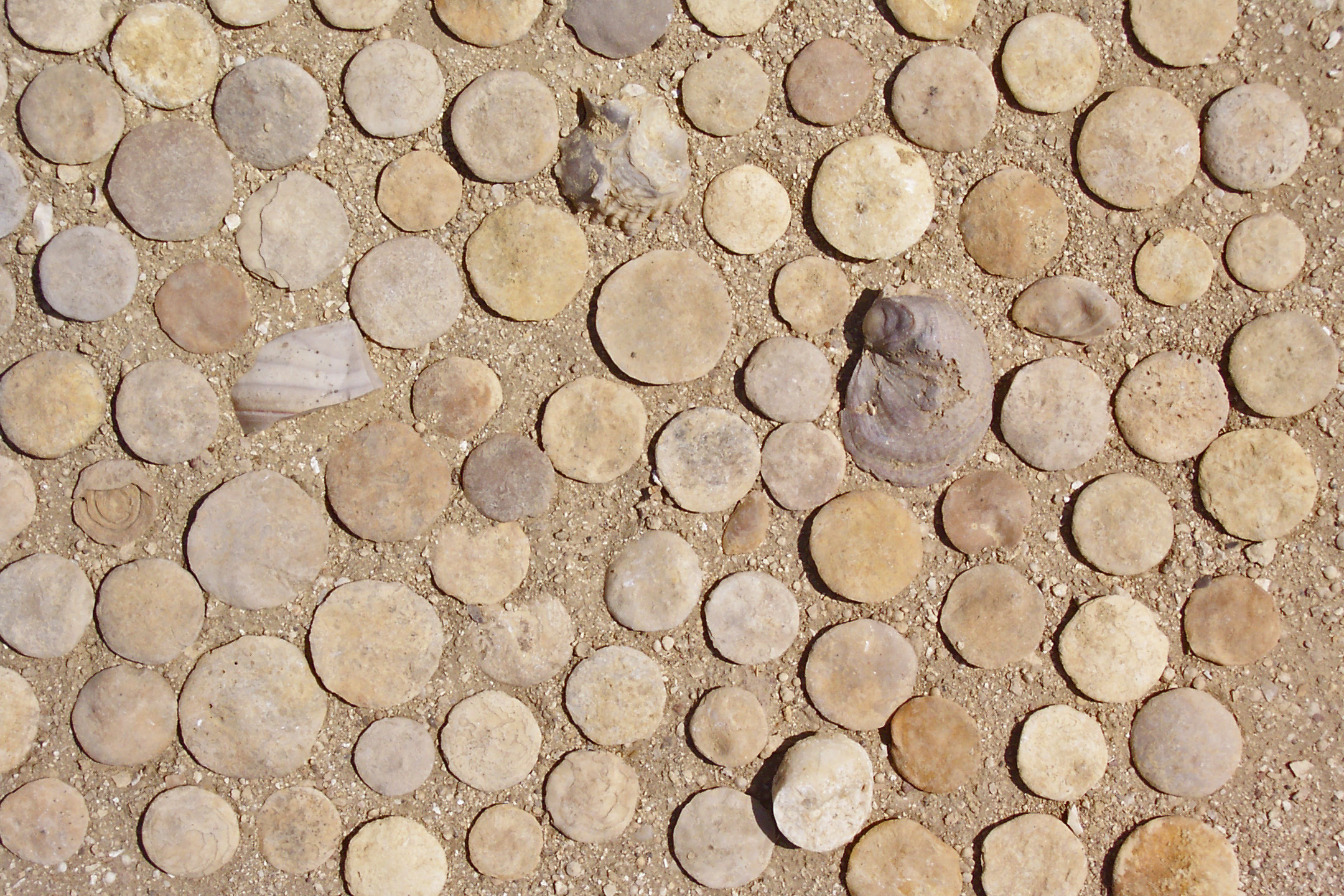 <p>Kingdom Protozoa (PreC - Recent)</p><p>Class Foraminifera (Cambrian - Recent)</p><p>Early Cenozoic</p>