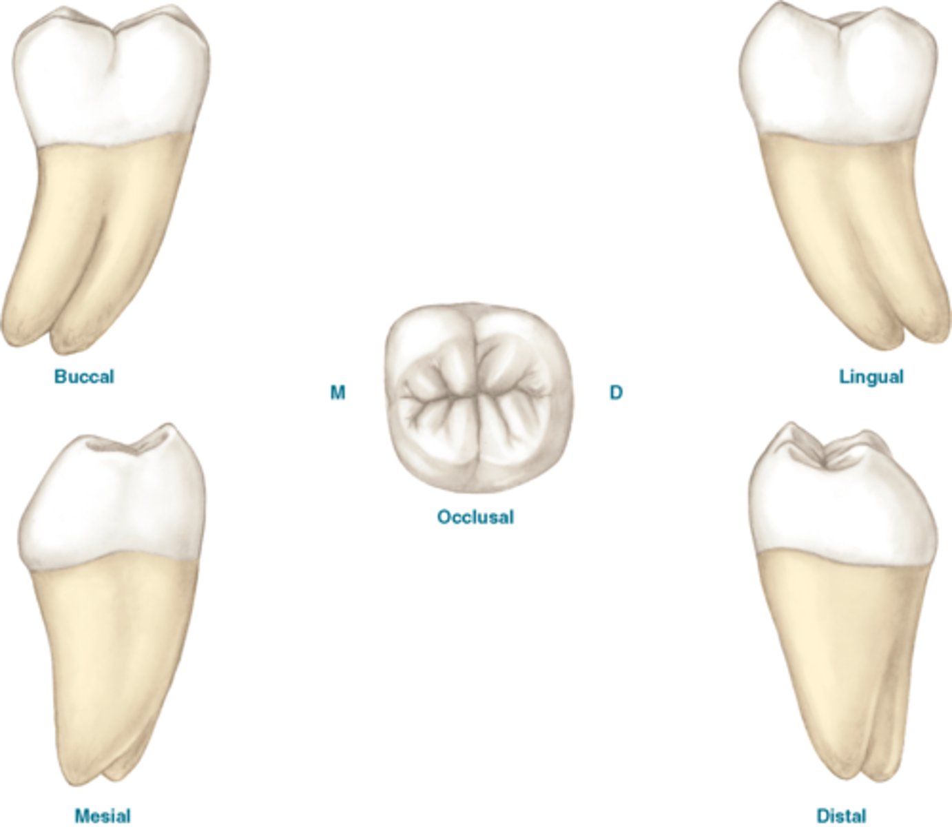 <p>What is this body feature?</p>