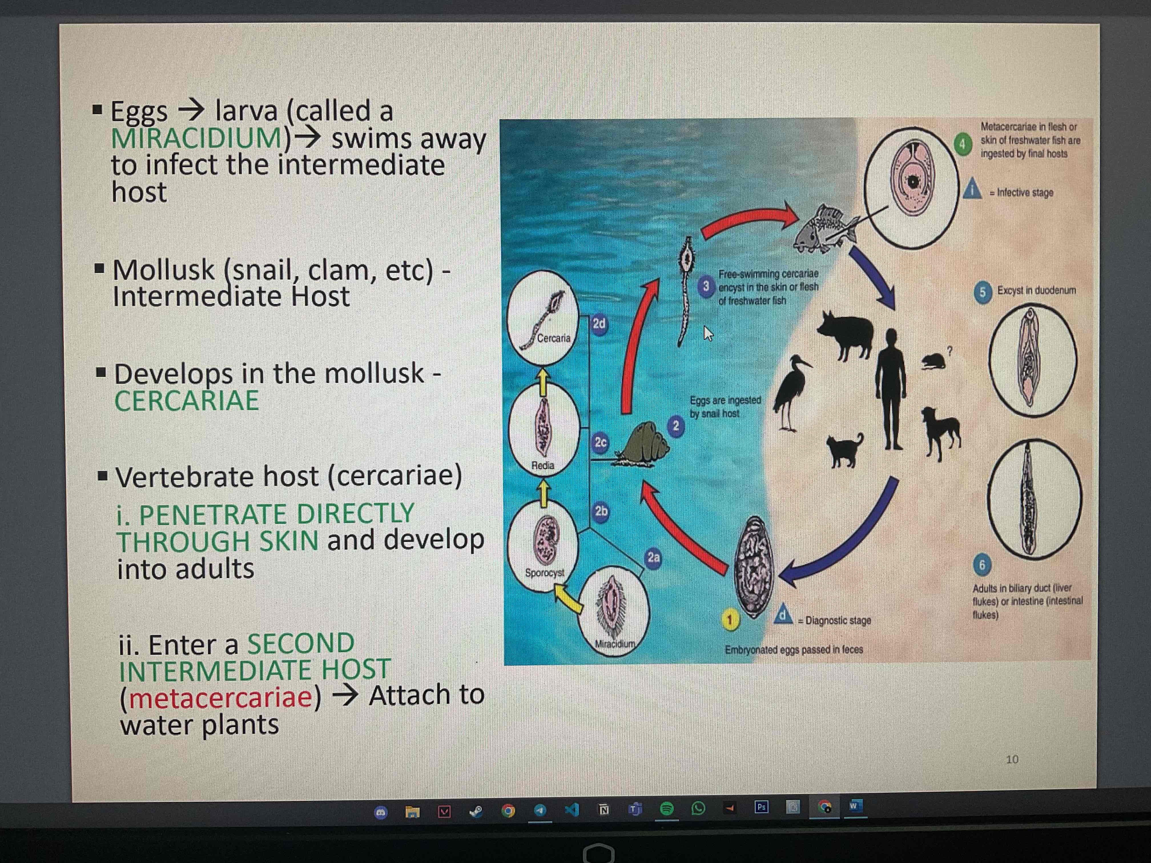 knowt flashcard image