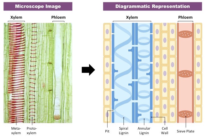 <p>The xylem <u>do not have end walls</u> between cells, which allows for the column of water to move up the plant without impeded flow. </p><p>Similarly, xylem cells <u>lack cell contents or plasma membrane</u>, which also allows for unimpeded flow of water. </p><p>The xylem has <u>pits</u> that allow water to enter and exit the xylem between adjacent cells. </p><p><u>Lignin</u> strengthen the cell walls of xylem, allowing xylem vessels to resist inward pressures created by transpiration. </p>