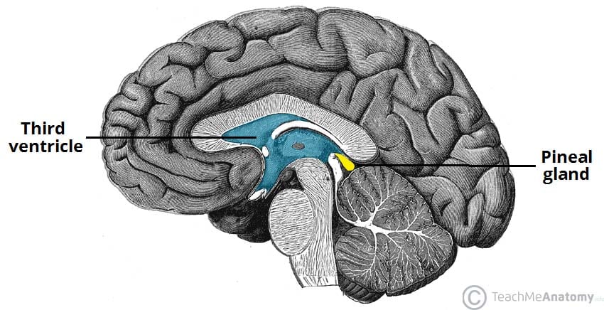 <p>the pineal gland secretes </p>