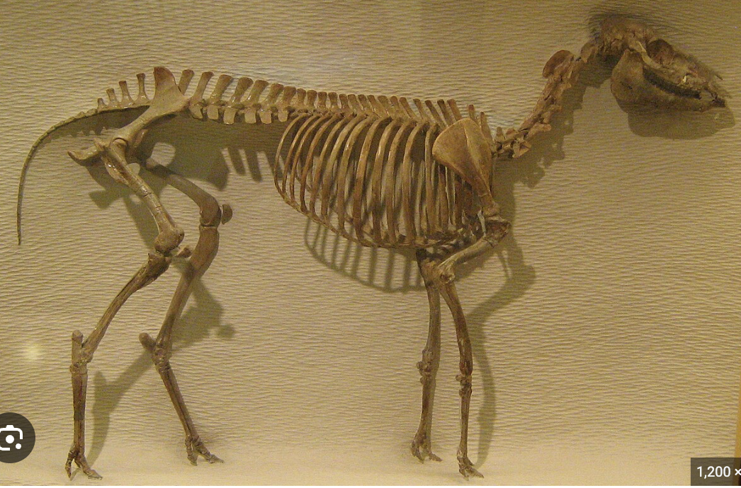 <p>Genus</p>