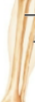 <p>leg</p>