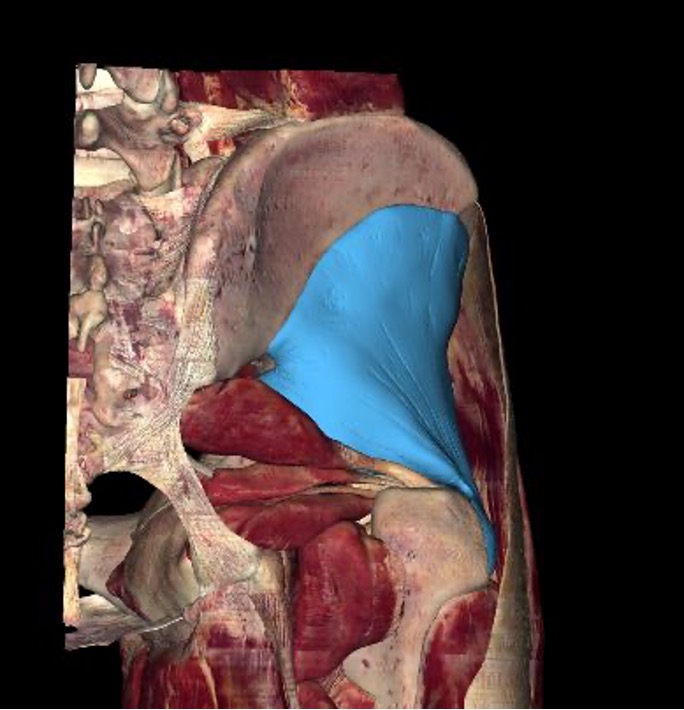 <p><mark data-color="red">origin:</mark> external surface of ilium between anterior and inferior gluteal lines</p><p><mark data-color="red">insertion:</mark> anterior surface of greater trochanter of femur</p><p><mark data-color="red">innervation:</mark> superior gluteal nerve (L4-S1)</p><p><mark data-color="red">action:</mark> -abduction of hip</p><p>-medial rotation of thigh</p><p>-assists gluteus medius in it’s actions</p>