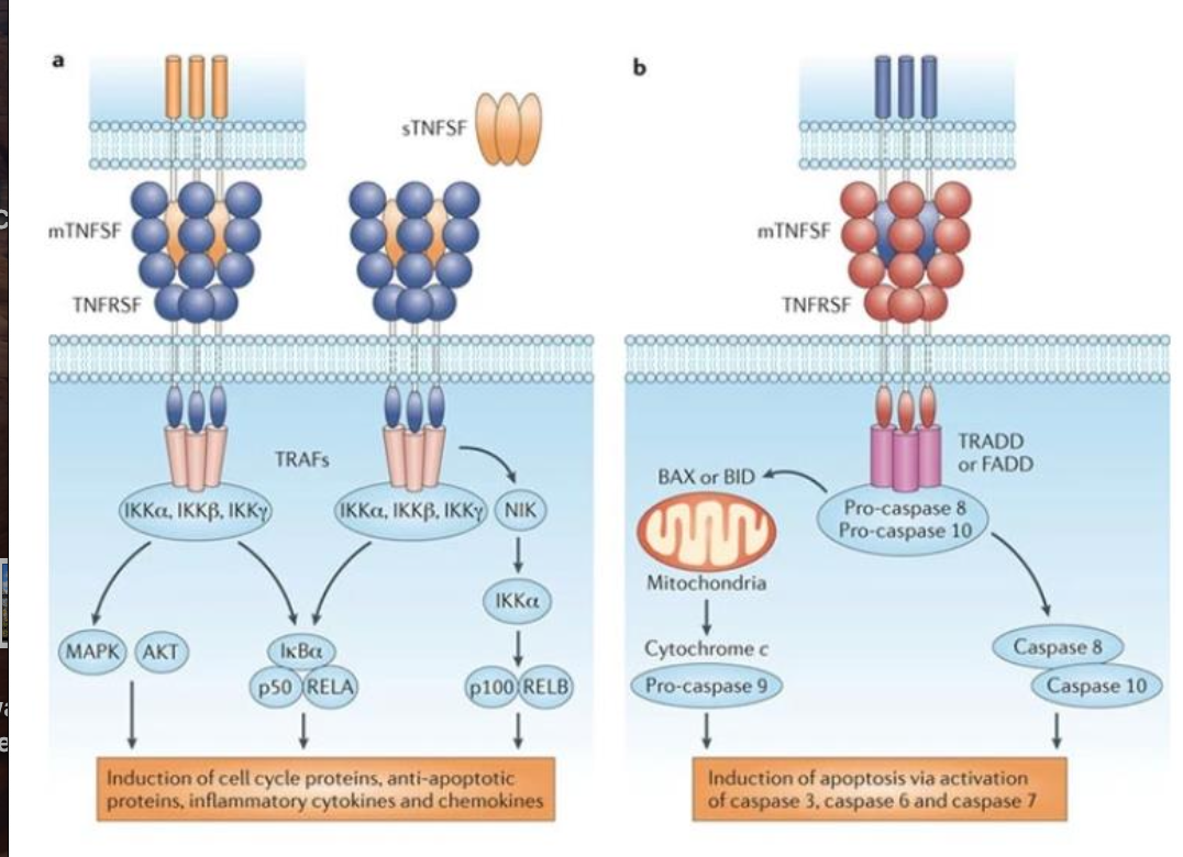 <ul><li><p>Structure : récepteurs transmembranaires avec un domaine extracellulaire riche en cystéine pour la liaison avec le ligand.</p></li><li><p>Agis sous forme de trimères</p></li><li><p>Signalisation : Ils n’ont pas d’activité enzymatique donc recrutent des adaptateurs intracellulaire comme TRADD, TRAF, FADD, pour activer des voies comme NF-kB, MAPK, ou induire l’apoptose.</p></li><li><p>Les lymphocytes T cytotoxiques se lient à ces récepteurs pour les tuer.</p></li></ul><p></p>