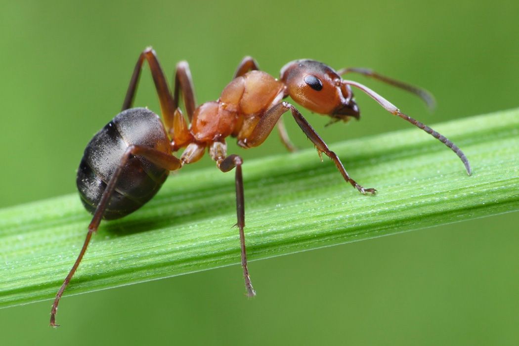 <p><span>ഉറുമ്പ്</span></p>