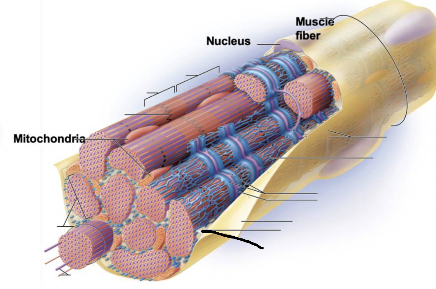 <p>what muscle feature is this?!</p>