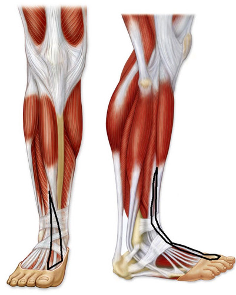 <p>Origin: medial fibular surface</p><p>Insertion: distal phalanx I</p><p>Action: dorsiflexes foot; extends hallux</p>