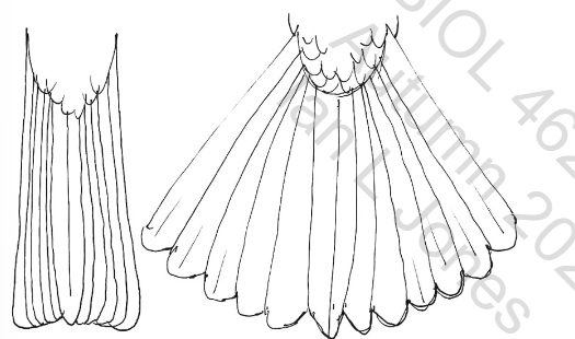 <p>The most common, basic tail which is compact and not vulnerable to damage. Very efficient with some limitations</p>