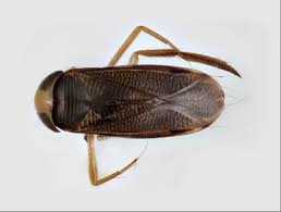 <p>True Bugs, always an X on their back, they’re a vibe, if they’re not anything else, it’s this</p>