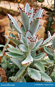 <p>Cold Hardiness: zone 9;</p><p>• Habitat: Up to 12 in tall; up to 6 in wide</p><p>• Cultural Requirements: Full sun, bright indoor light</p><p>• Additional Information: Native to Madagascar; Showy blooms, easy to propagate</p>