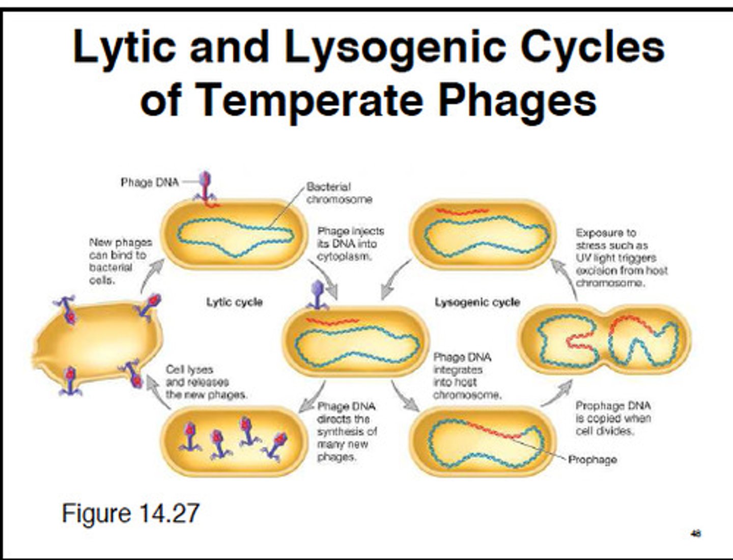 <p>Integration into the genome as a provirus or prophage. Environmental factors will revert the provirus back to a lytic cycle.</p>