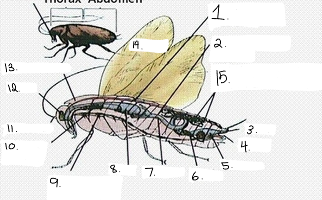 <p>Label the parts (<strong>Internal Anatomy</strong>) </p>