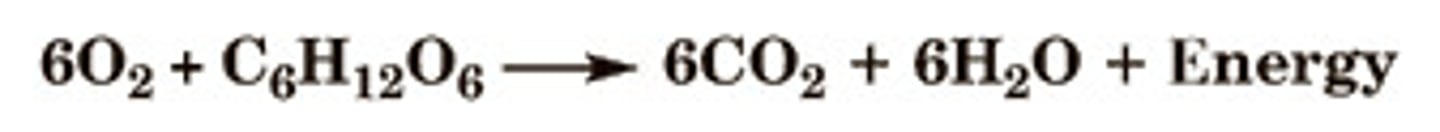 <p>A process when living organisms take in sugars (glucose) and oxygen and change them into ATP energy, carbon dioxide CO2, and Water.</p>