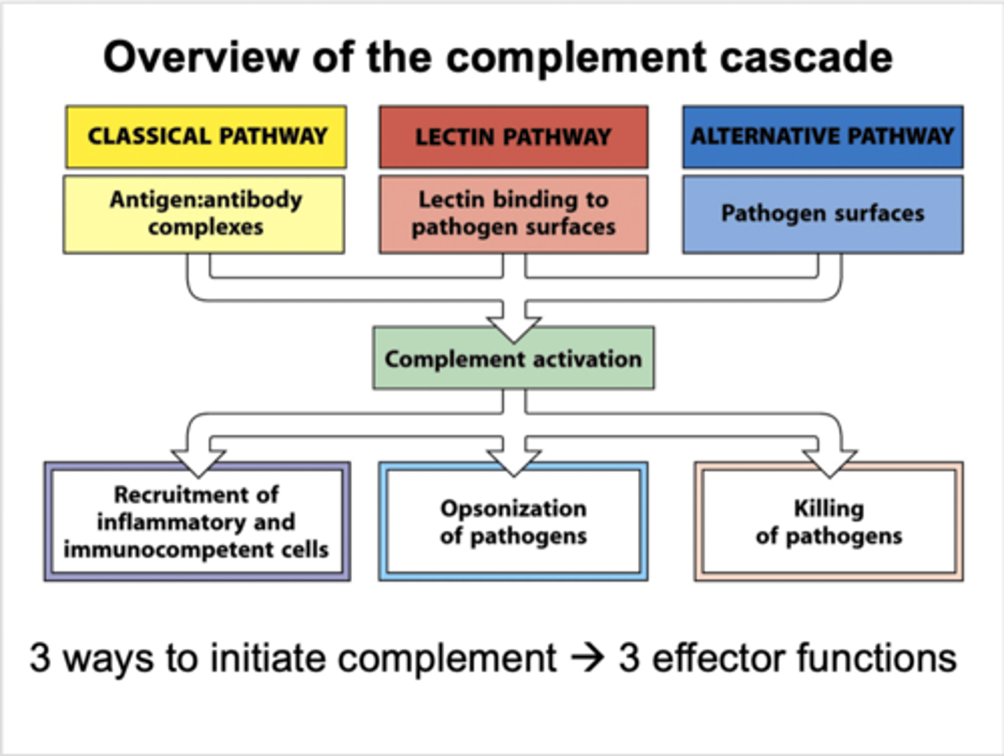 <p>pathogen binds complement C3</p>