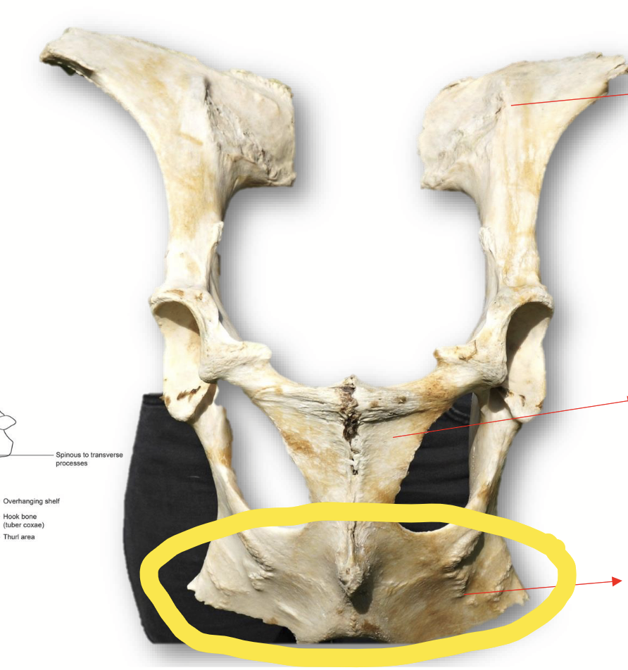 <p>Bone of the pelvis that projects <strong>ventrally</strong> and <strong>caudally</strong>.</p><p><strong>Caudal prominence:</strong> pin bone.</p>
