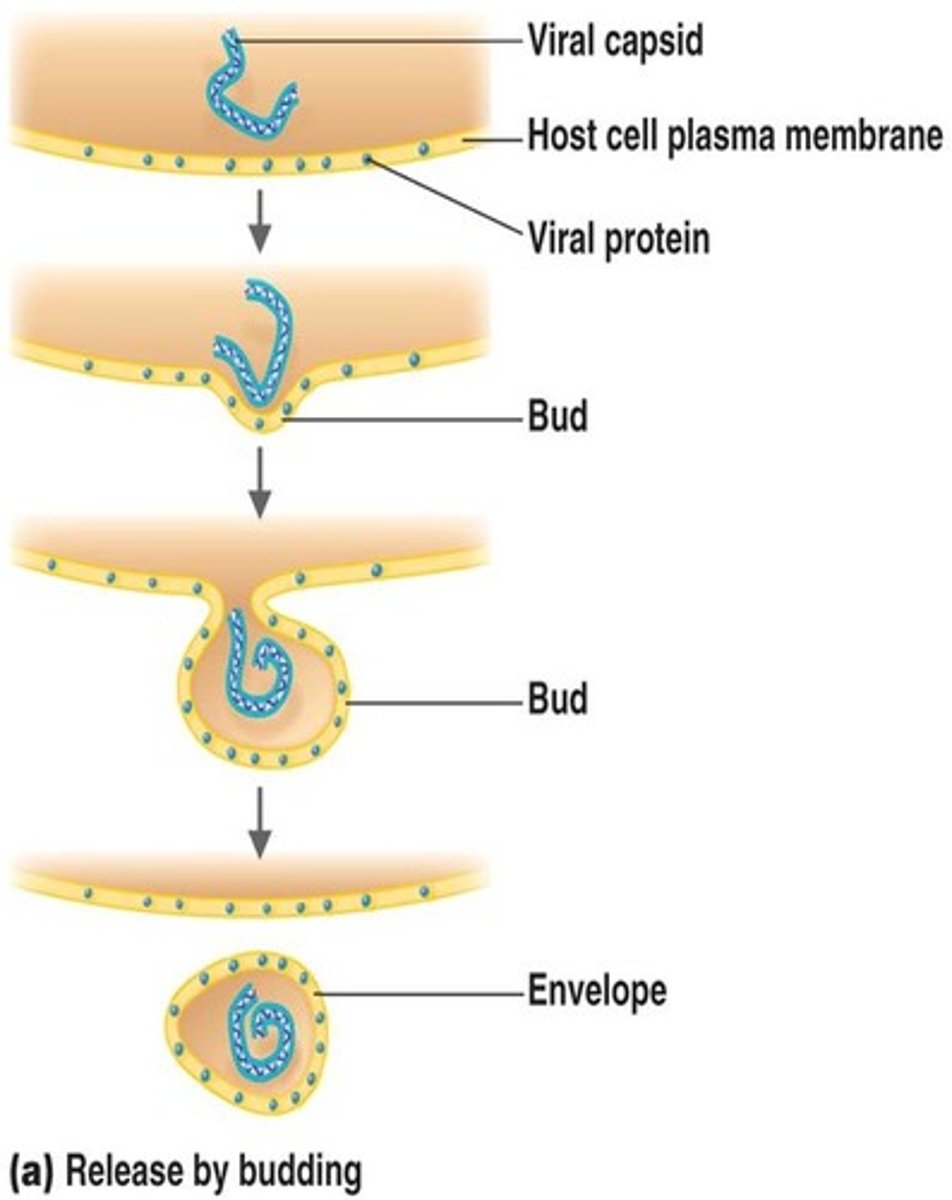 <p>release of an enveloped virus through the plasma membrane of an animal cell</p><p>3 multiple choice options</p>