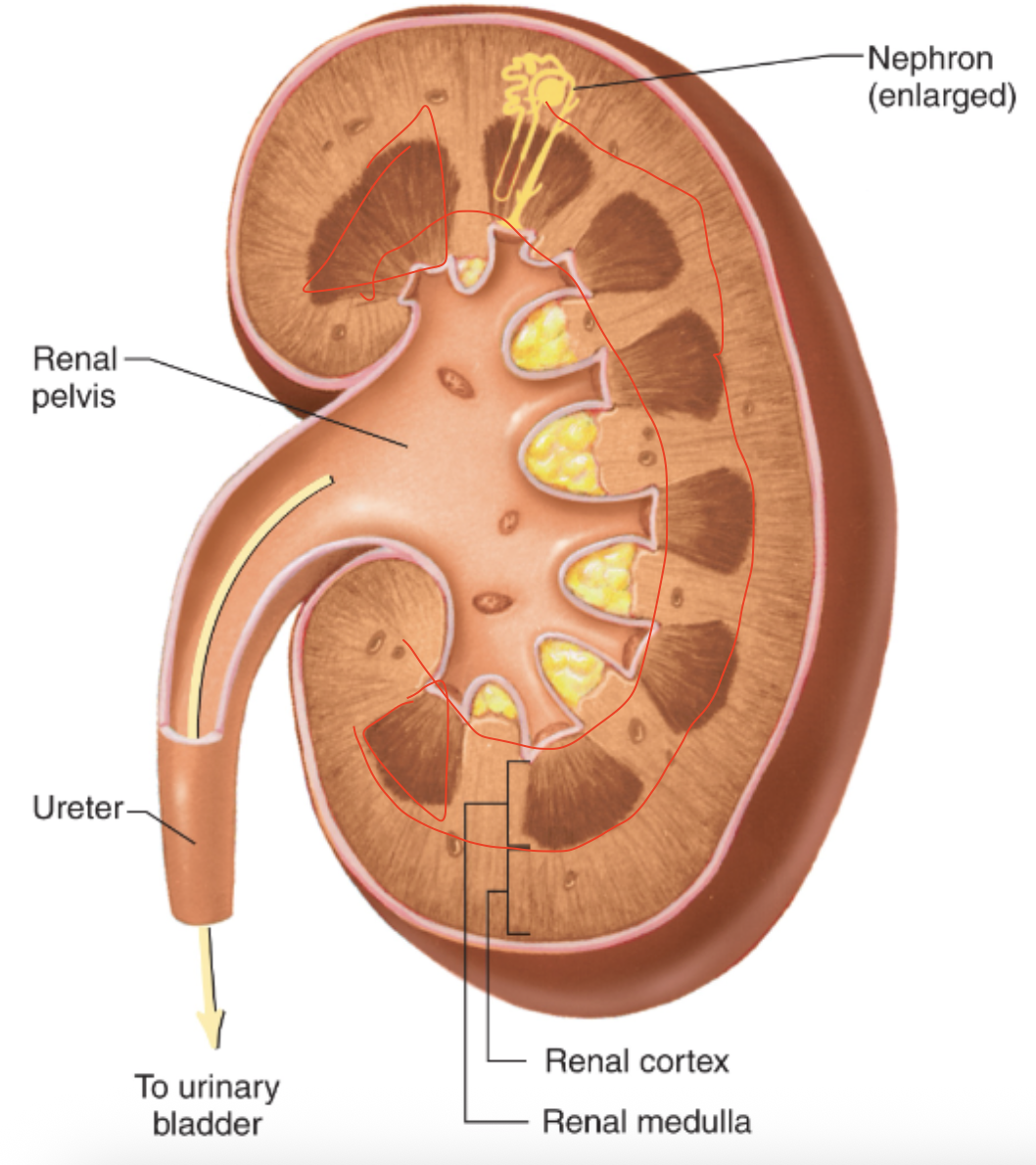 <p>B. Renal pyramids</p>