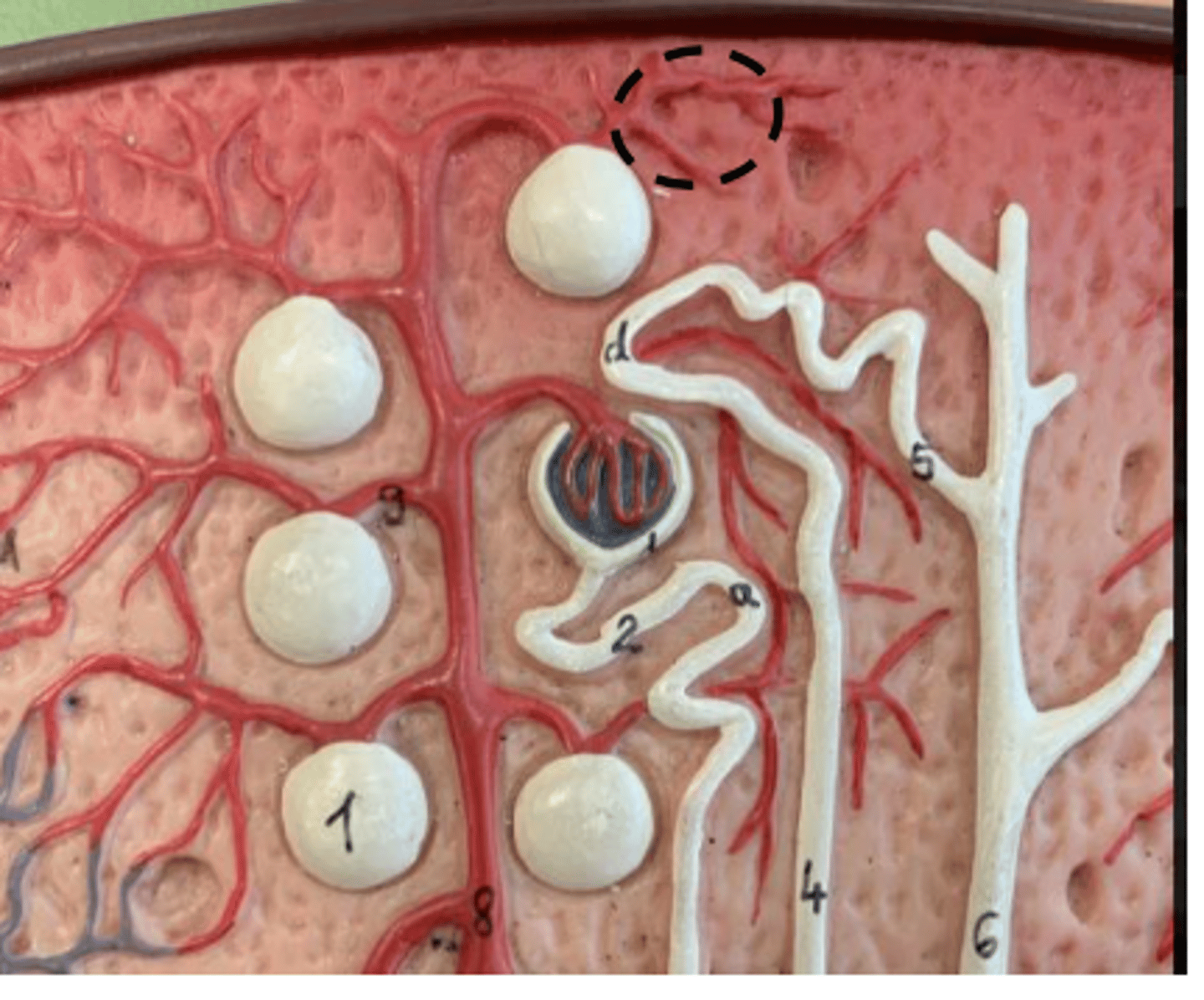 <p>branch that comes off bowmans capsule</p>