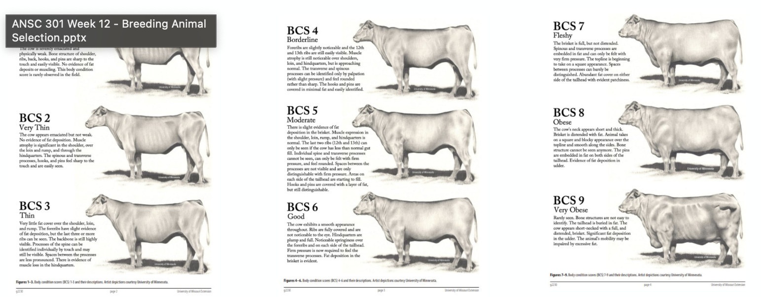 <p>Body condition (BCS): Indicator or the amount of fat on an animal </p>