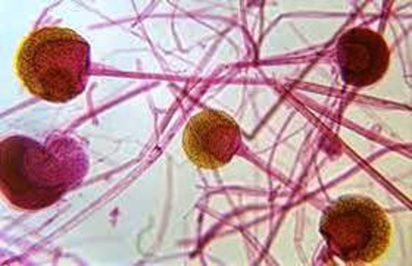 <p>sporangium produces idenctical spores</p>