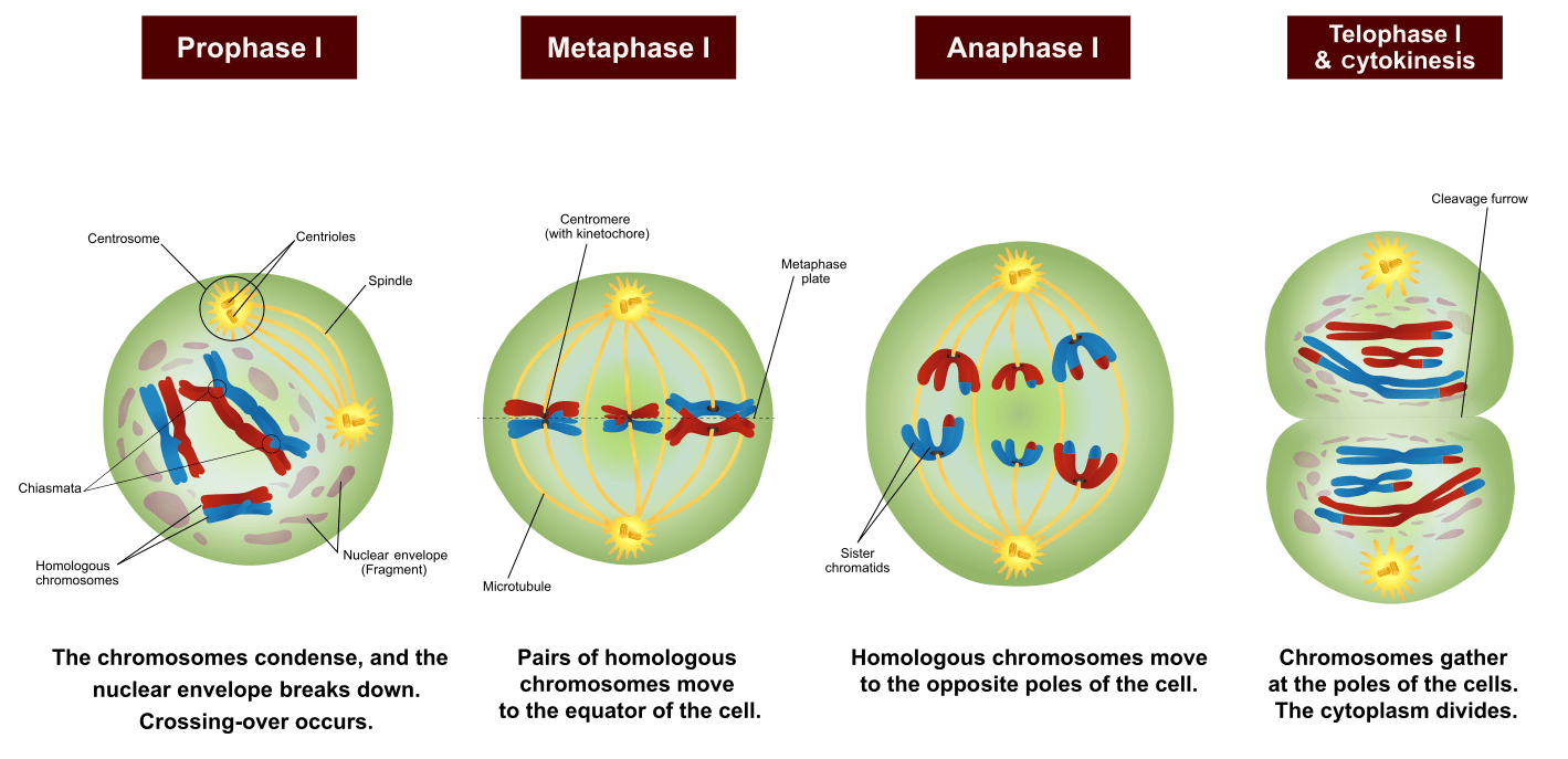 <p>The first several phases of meiosis. This process does not preserve chromosome number.</p>