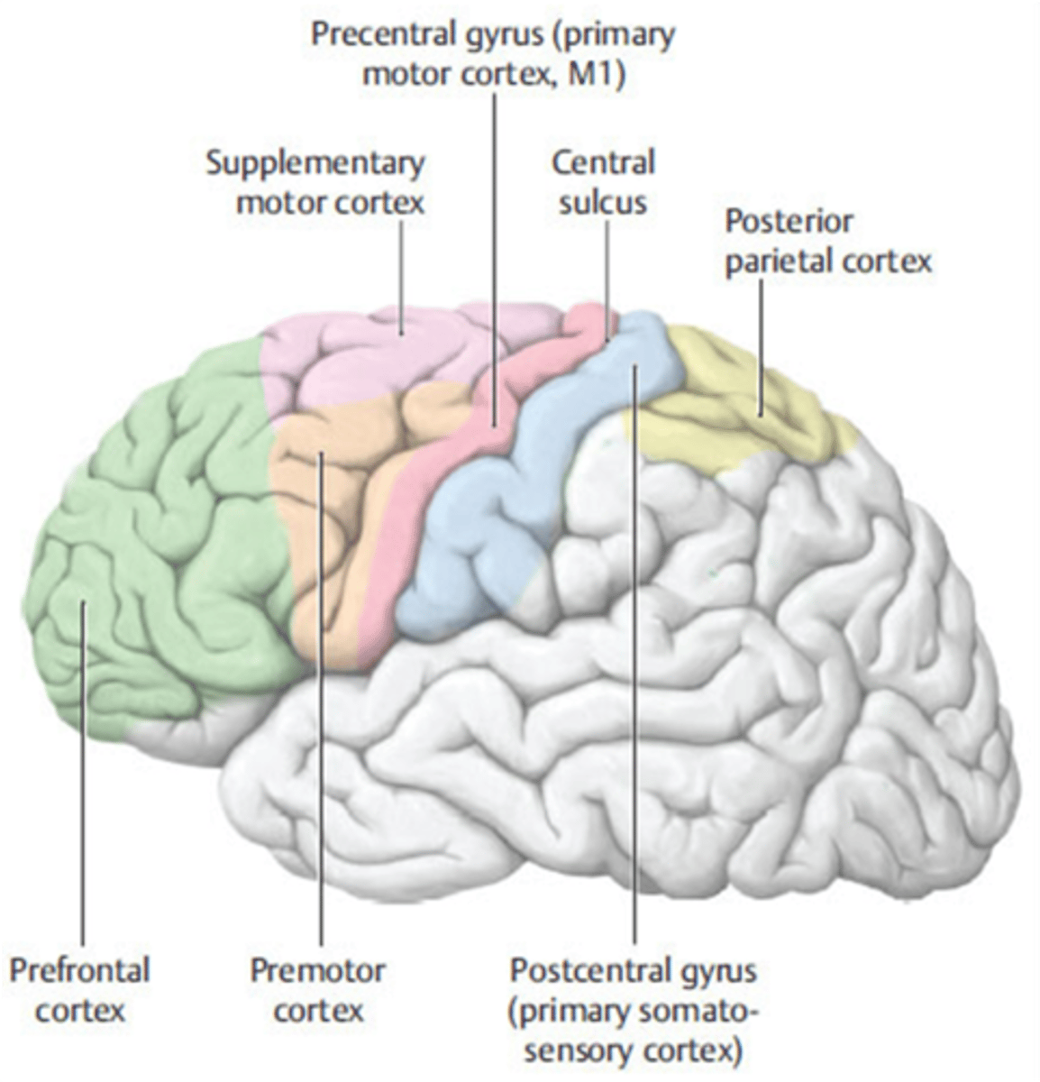<p>motor association cortex</p>