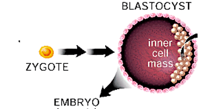 <p>Can self-renew by dividing and can develop into the three primary germ cell layers of the early embryo and all body cells (but not extra-embryonic tissues such as the placenta).</p>