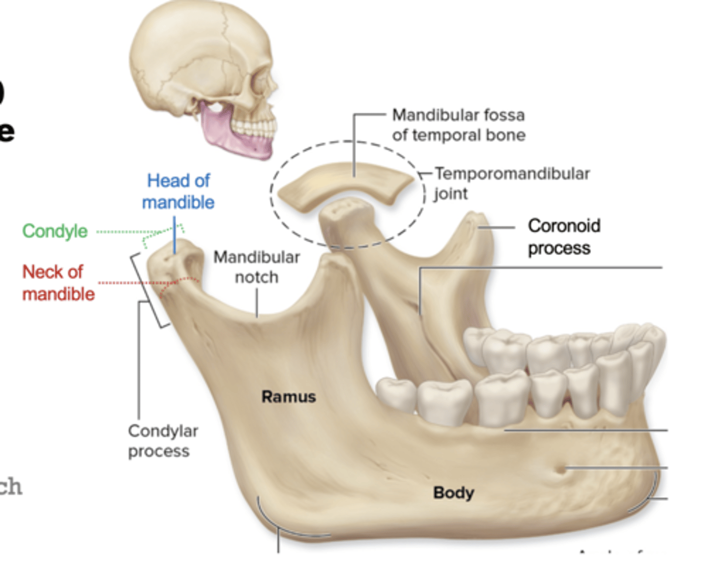 <p>Mandibular condyle + mandibular fossa of temporal bone</p>