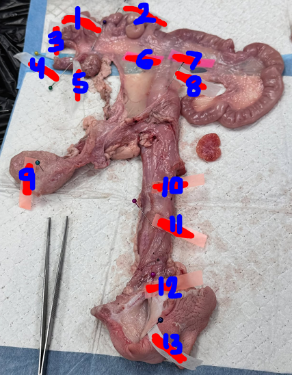 <p>Give the specific name of the part of the organ labelled #12 and the specie it came from</p>