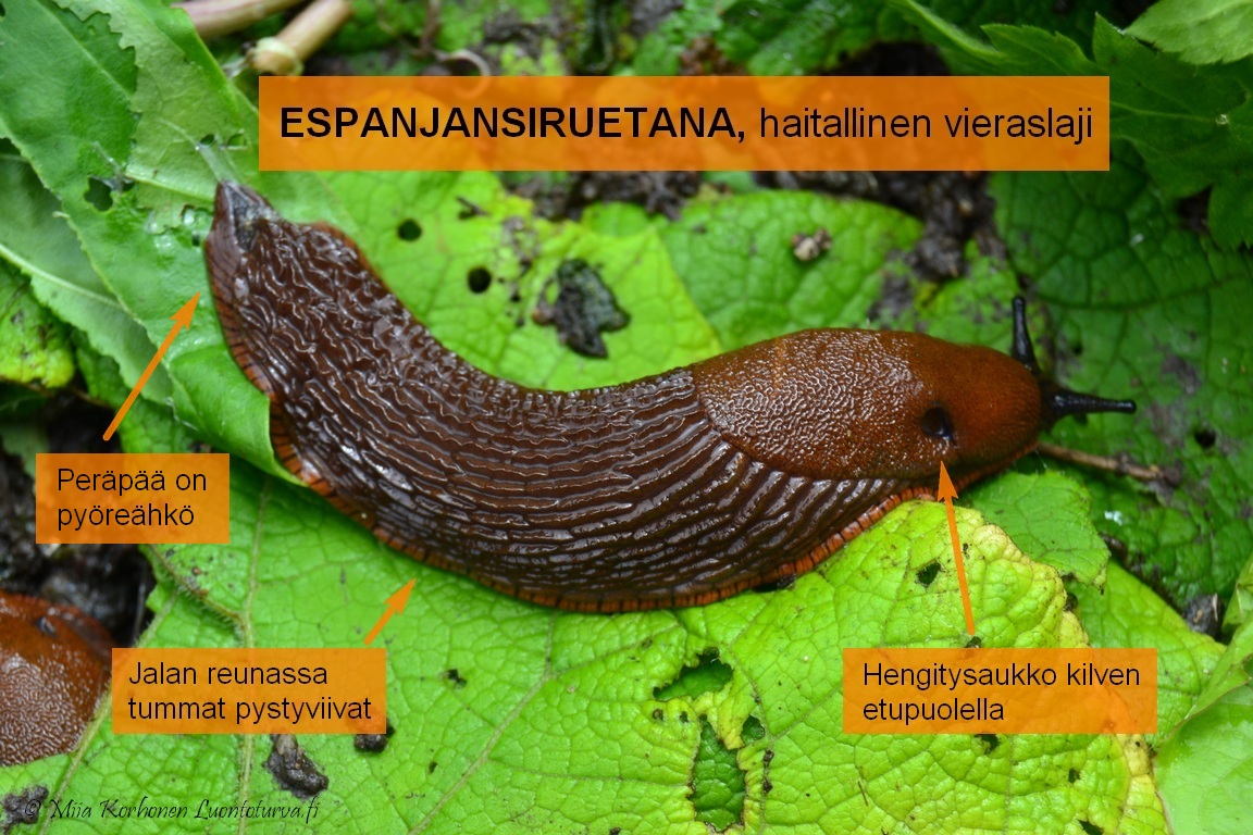 <p>Arion vulgaris, espanjansiruetana</p>